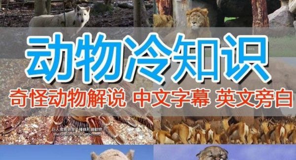 外面卖1699的国外纪录片解说（动物解说、美食、动画片）稳过中视频